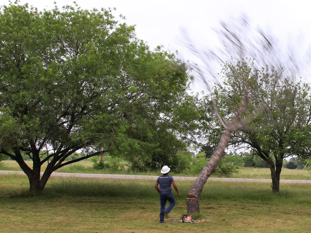 Abattage directionnel : l'arbre bascule, l'opérateur reste au pied