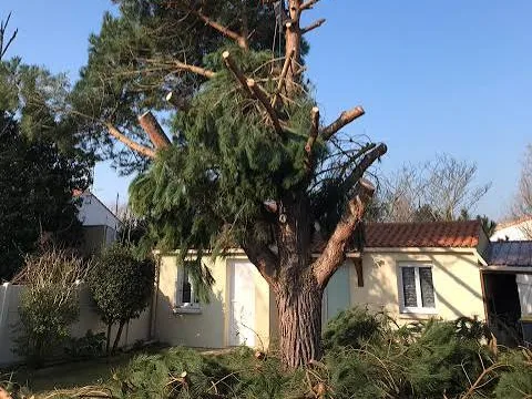 Sommet d'un pin démonté par sections, branches au sol