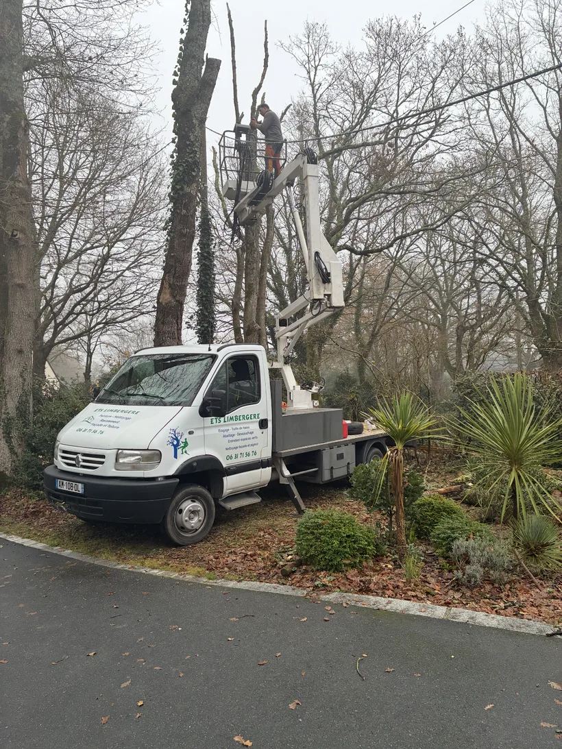 Le camion nacelle de l'entreprise au pied d'un arbre, prêt à intervenir